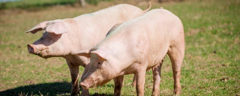 养猪业进入长期节本增效时期 养猪业的周期