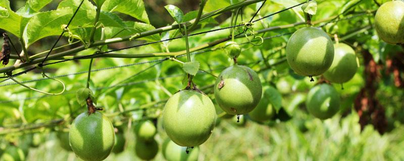 百香果种植技术介绍 百香果怎样种植技术