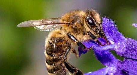 蜜蜂的特点有哪些（蜜蜂的特点有哪些象征着哪些人）