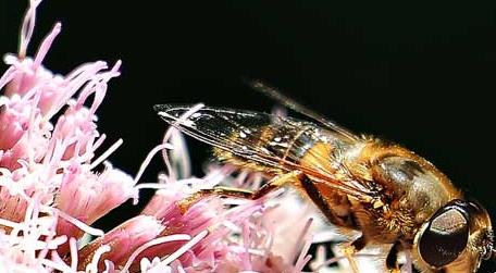 蜜蜂一生能采多少蜂蜜 一个蜜蜂一生可以采多少蜜