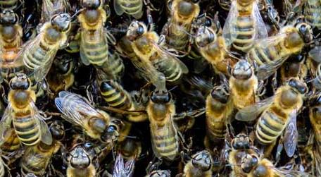 蜜蜂科学养殖技术（蜜蜂蜜蜂养殖技术）