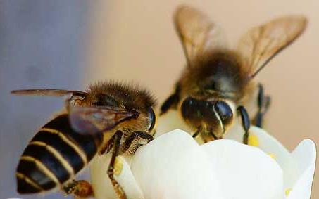 东方蜜蜂 东方蜜蜂结团属于什么行为