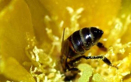黑小蜜蜂 黑小蜜蜂能人工养殖吗