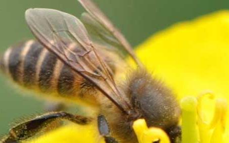 高加索蜜蜂 高加索蜜蜂优缺点