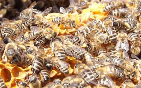 意大利蜜蜂（意大利蜜蜂与中国蜜蜂的区别）