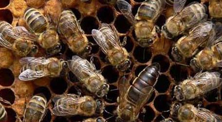东北黑蜂高效养殖技术 东北黑蜂养蜂场