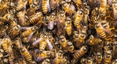 养蜜蜂蜂王不走的技术 养蜜蜂怎样蜂王才不跑