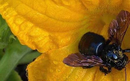 竹蜂 竹蜂有毒吗