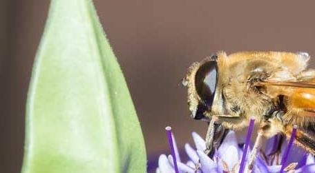 蜜蜂有几条腿和翅膀 蜜蜂有几条腿几个翅膀