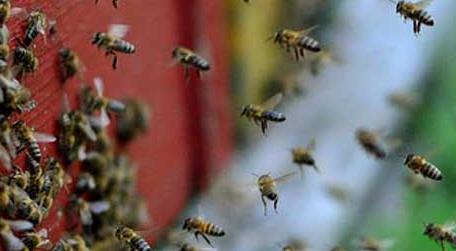 蜜蜂养殖的基本知识 蜜蜂养殖技术