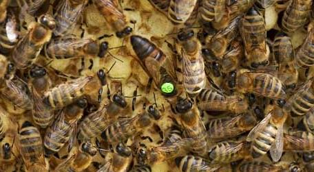 怎样从蜂团中找到蜂王 结团的蜜蜂怎么找蜂王