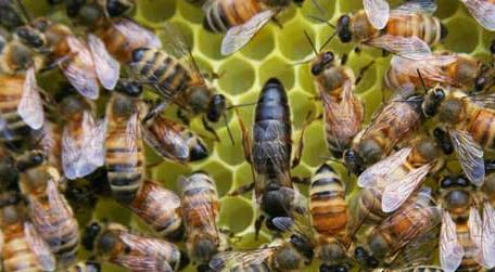 蜂群的组成是怎样的 蜂群的成员有几种