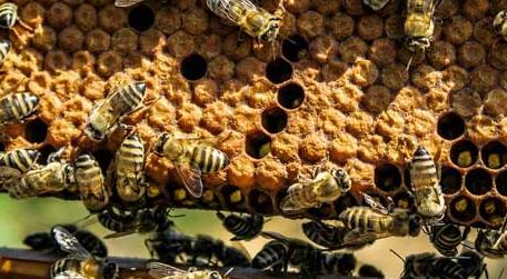 初学养蜂要了解哪些养蜂知识（初学养蜂入门）