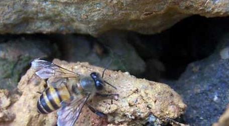 石洞里的野生蜜蜂如何收捕 想要收捕石洞、树洞的野蜜蜂,那就要这个方法吧!