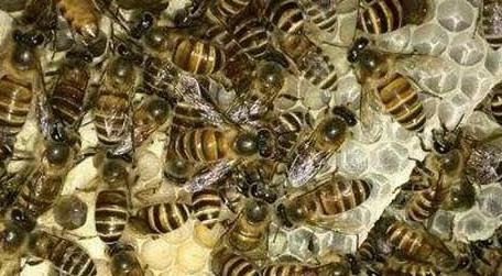 中蜂双王群有哪些难点 中蜂可以组建双王群吗