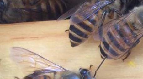 中蜂可不可以养双王群 中蜂双王群怎么养殖技术