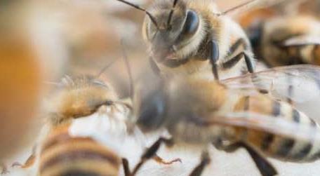 养蜂初学者该怎么做 养蜂第一步应该做什么