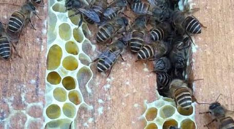 蜜蜂仿自然人工分蜂技术 蜜蜂人工简单分蜂
