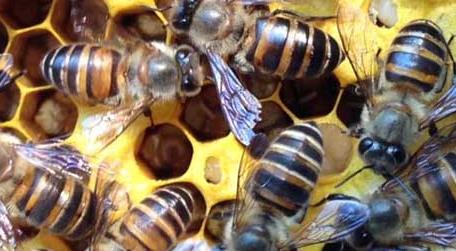 蜜蜂饲料配制及饲喂方法 蜂蜜饲喂料怎么做
