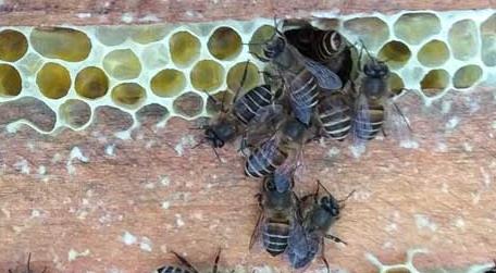 农村土蜜蜂高效养殖技术（蜜蜂养殖实用技术）