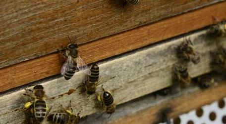 蜜蜂养殖的关键性技术（蜜蜂养殖技术要点）