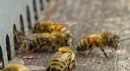 蜜蜂养殖技术及注意事项 蜜蜂养殖技术要点
