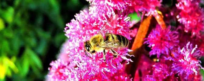 蜜蜂是不是都能采花酿蜜 蜜蜂会采花粉会酿蜜还会什么