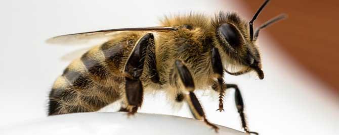 蜜蜂是昆虫类还是动物类（蜜蜂属于昆虫类还是动物类）