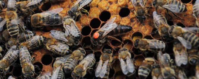 蜂群中的蜜蜂是怎样分工的 蜜蜂群的构成以及分工