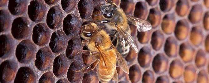 蜜蜂是用什么修筑蜂巢的（蜜蜂是如何建造蜂巢的）