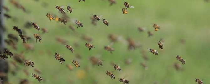 蜜蜂为什么能找到回家的路 蜜蜂为什么能找到回家的路20字