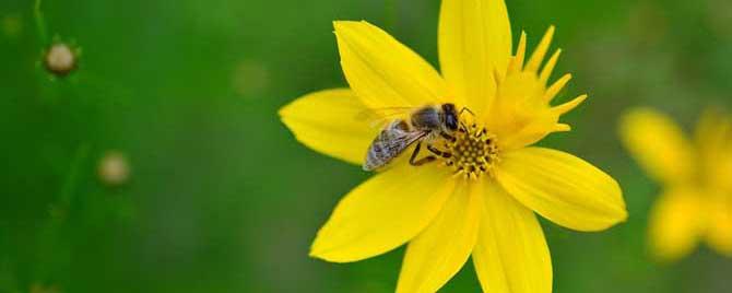 蜜蜂属于益虫还是害虫（蜜蜂属于益虫吗）