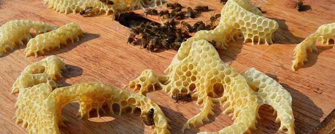 蜜蜂为什么要修筑蜂巢 蜜蜂会在墙里筑巢吗