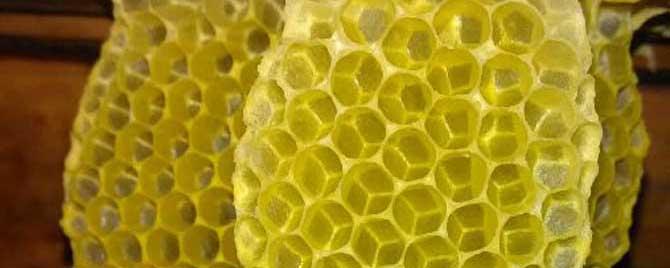 蜜蜂是怎么修筑蜂巢的 蜜蜂是怎么搭建的蜂巢