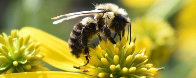 蜜蜂是怎么采花粉和花蜜的 蜜蜂是如何采花粉的