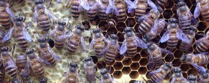 蜂王藏在蜂群什么位置（蜂群中怎样找到蜂王）
