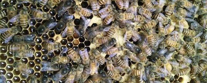 蜂王吃什么食物长大的 蜜蜂吃什么长大