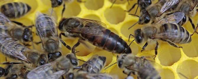 蜂王是几倍体的生物 蜂王和工蜂是几倍体