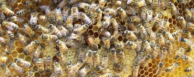 蜂王真是蜂群的领导者 蜂王是整个蜂群的大家长