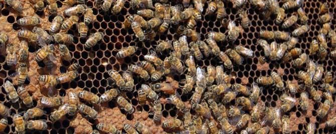 蜂王在蜂群中有什么作用 一个蜂王怎么发展蜂群