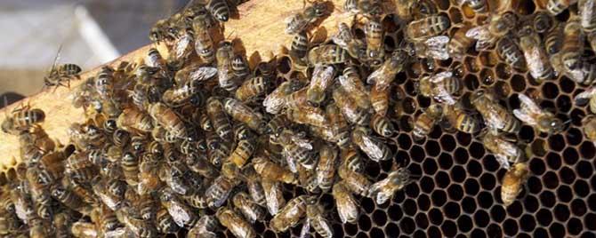 蜂王为什么比工蜂活得长 蜂王生的都是工蜂吗