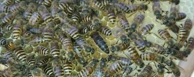 没有蜂王的蜂群能活多久 蜂群如果没有蜂王会怎样