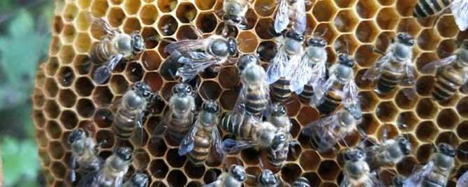 工蜂是怎么产生的 什么是工蜂?