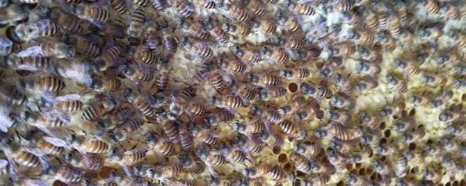 工蜂是雌性还是雄性 工蜂是雌蜂还是雄蜂吗