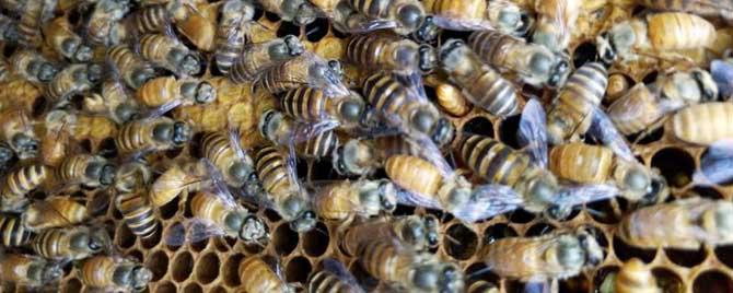 蜂群中有多少只工蜂（工蜂大约有多少只）