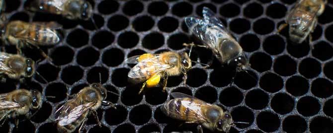 工蜂在蜂群中有什么作用 工蜂在蜂群中的作用