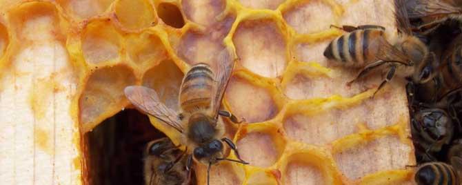 工蜂的寿命是多长时间（工蜂的寿命有多长时间?）
