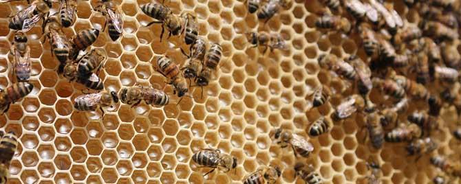 蜂群中有哪些类型的工蜂（工蜂在蜂群中的作用）
