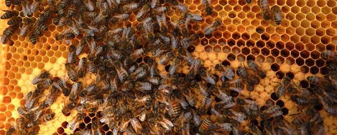 200只工蜂可以用蜂王吗（1000工蜂加一个蜂王能养活吗）