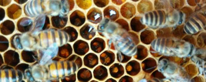工蜂封盖后多少天出房 蜜蜂工蜂几天封盖几天出房?